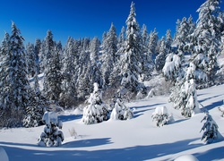 Zima, Śnieg, Ośnieżone, Świerki
