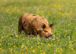 Świnia, Kunekune, Łąka