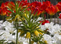 Szachownica cesarska wśród tulipanów