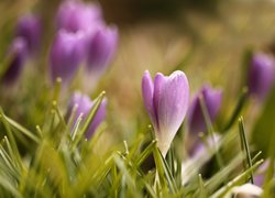 Krokus, Fioletowe, Kwiaty