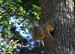 Szara wiewiórka siedząca na drzewie