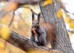 Szara wiewiórka z jedzeniem na konarze jesiennego drzewa