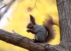 Szara wiewiórka z jedzeniem na konarze