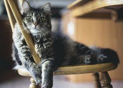 Szaro-bury kot na krześle