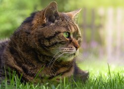 Szarobury i zielonooki kot w trawie