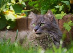 Szary długowłosy kot pod murkiem w trawie