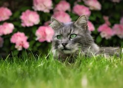 Szary kot leżący w trawie