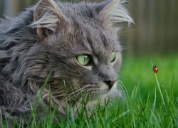 Szary kot obserwujący biedronkę na źdźble trawy