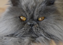 Szary kot perski o miodowych oczach