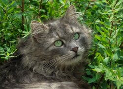 Szary kot wśród zielonych liści