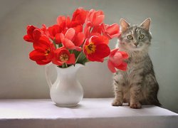 Szary kotek obok tulipanów w wazonie