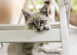 Szary kotek pod krzesłem