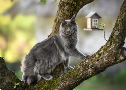 Szary maine coon na drzewie