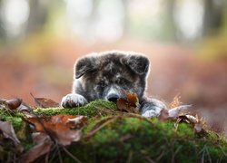 Szczeniaczek akita inu leży na leśnej ściółce