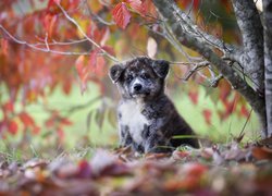 Szczeniaczek, Akita inu, Drzewo, Liście, Jesień