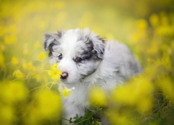 Szczeniaczek border collie na łące pośród żółtych kwiatów