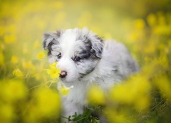 Szczeniak, Border collie, Łąka, Kwiaty