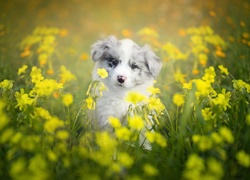 Szczeniak, Border collie, Łąka, Kwiaty