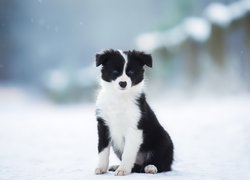 Pies, Szczeniak, Czarno-biały, Border collie, Zima