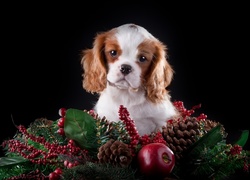 Słodki, Szczeniaczek, Cavalier King Charles spaniel, Świąteczna, Dekoracja