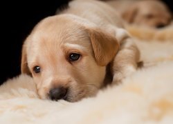 Pies, Szczeniak, Golden retriever, Kocyk