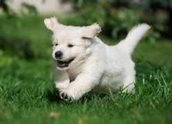 Szczeniak, Golden retriever, Trawa