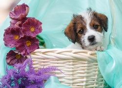 Szczeniak, Jack Russel terrier, Kwiaty, Paproć, Koszyk, Tkanina