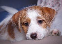 Szczeniaczek Jack Russell terrier