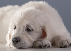 Szczeniaczek golden retrievera