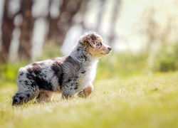 Owczarek australijski, Australian shepherd, Szczeniak, Łąka, Trawa