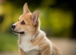 Szczeniaczek rasy welsh corgi pembroke