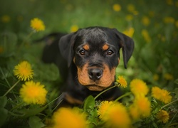 Szczeniaczek rottweilera w kwiatach mniszka pospolitego