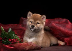 Pies, Shiba inu, Szczeniak, Czerwone, Jagody