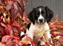 Szczeniaczek springer spaniel angielski