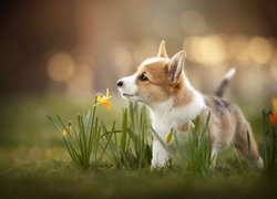 Szczeniaczek welsh corgi pembroke