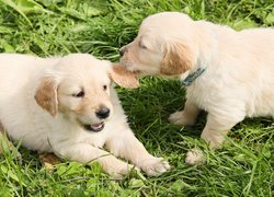 Szczeniaczki golden retriever