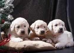 Trzy, Szczeniaki, Golden retriever, Choinka, Poduszka