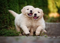 Szczeniaczki golden retrievery