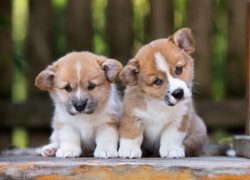 Szczeniaki, Welsh corgi pembroke