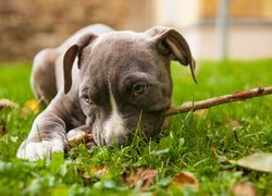 Amstaff, American Staffordshire Terrier