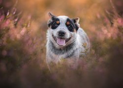 Pies, Szczeniak, Australian cattle dog