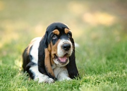 Łąka, Trawa, Basset hound, Szczeniak