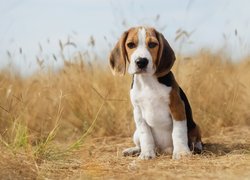 Szczeniak beagle na polu