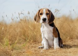 Siedzący, Szczeniak, Pies, Beagle