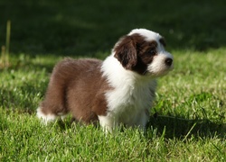 Szczeniak bearded collie w trawie