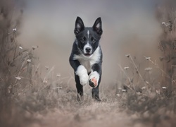 Biegnący, Szczeniak, Border collie, Trawa