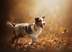 Szczeniak border collie chwytający liście