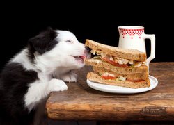 Szczeniak border collie i kanapka