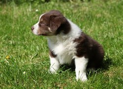 Szczeniak border collie na trawie