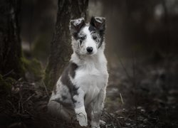 Szczeniak border collie obok drzew